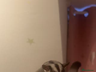 Sugar Glider rodents RESERVED Joey sugar glider female.OOP- 16/09/2025 - Advert 8