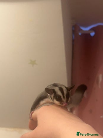 Sugar Glider rodents Joey sugar glider female.OOP- 16/09/2025 - Advert 4