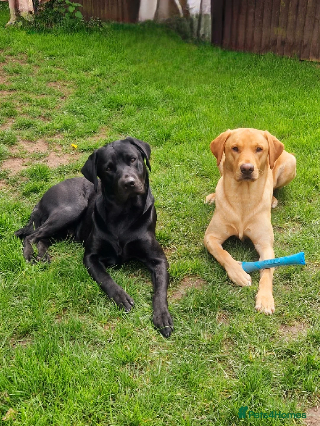 Labrador Retriever dogs for stud: Labrador Ret. 100%-success PROVEN KC/Health tested in Brecon - Advert 37