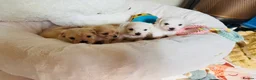 Maltipoo dogs for sale: *** Adorable Korean Maltipoo Babies *** - Advert 6