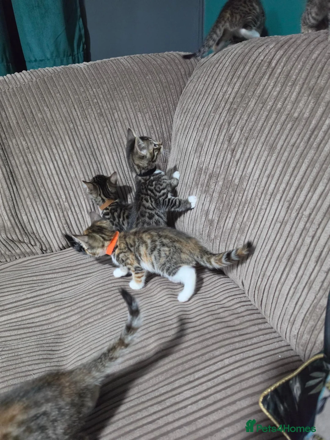 Bengal cats for sale: Bengal X DLH kittens  - Advert 40