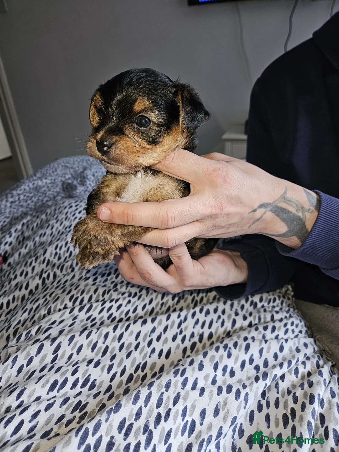 Yorkshire Terrier dogs for sale: Miniature cross  **  Yorkshire Terrier boys in Bromsgrove - Advert 7