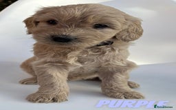 Mixed Breed dogs for sale: Beautiful litter of 10 Golden Doodles  - Image 10