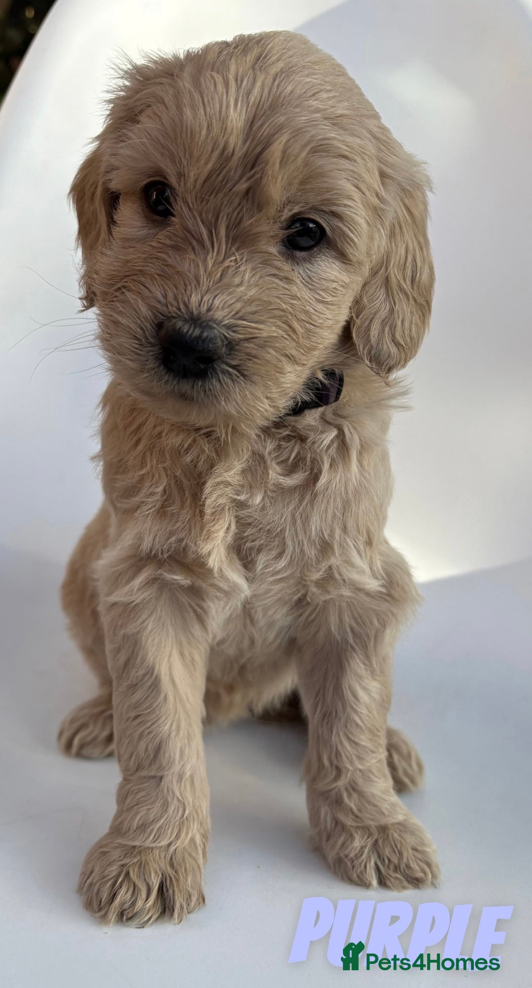 Mixed Breed dogs for sale: Beautiful litter of 10 Golden Doodles  - Image 10