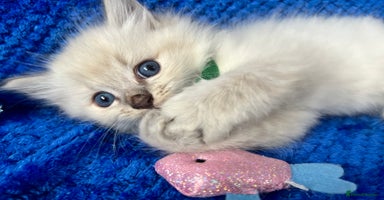 Siberian cats - Advert 2
