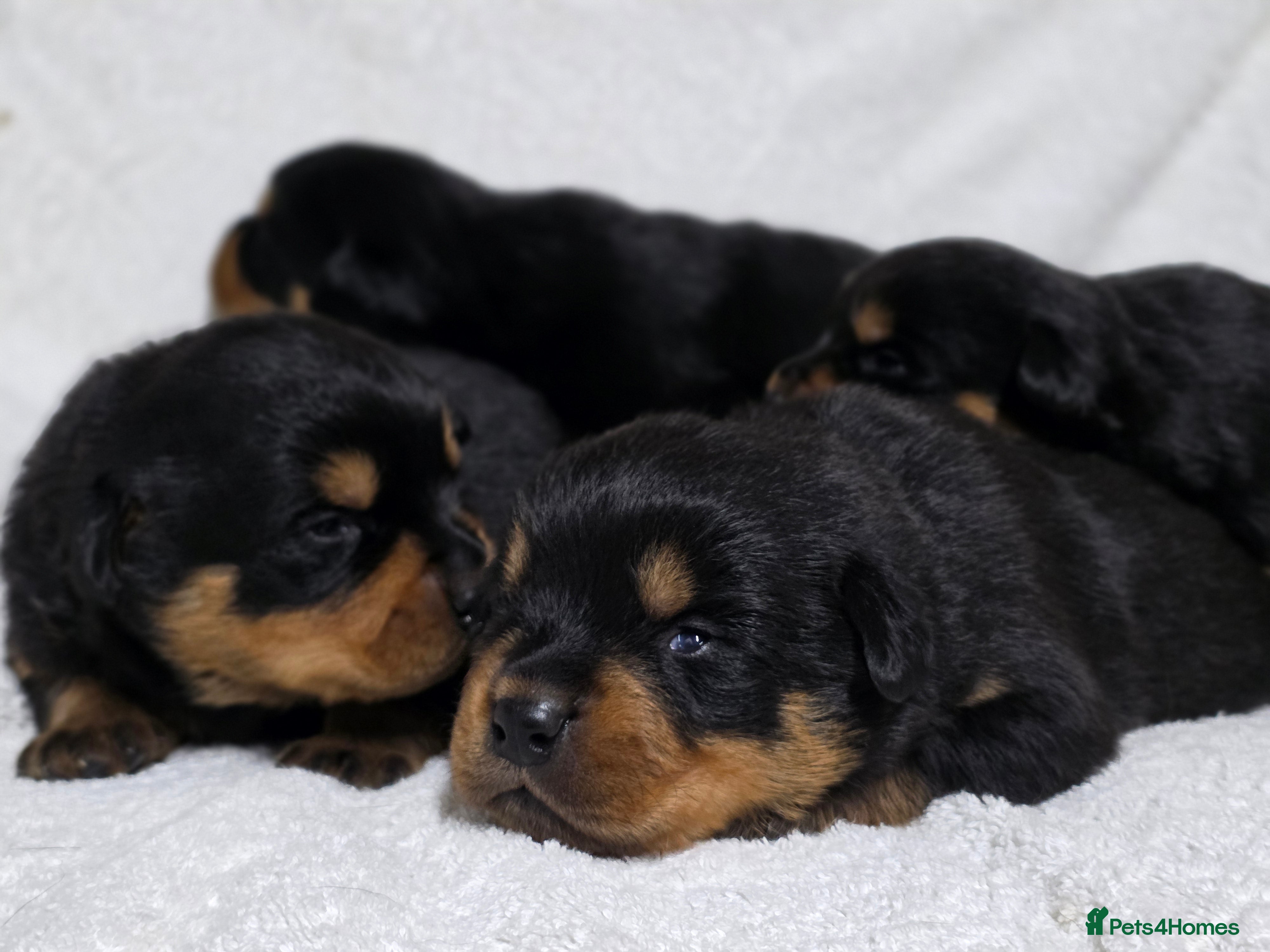 Rottweiler dogs Chunky, Strong, Loyal & Pure Rottweiler Puppies - Advert 3