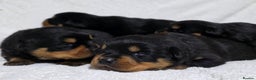 Rottweiler dogs for sale: Chunky, Strong, Loyal & Pure Rottweiler Puppies - Advert 1