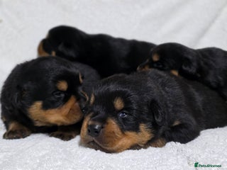 Rottweiler dogs Chunky, Strong & Loyal Rottweiler Puppies - Advert 2