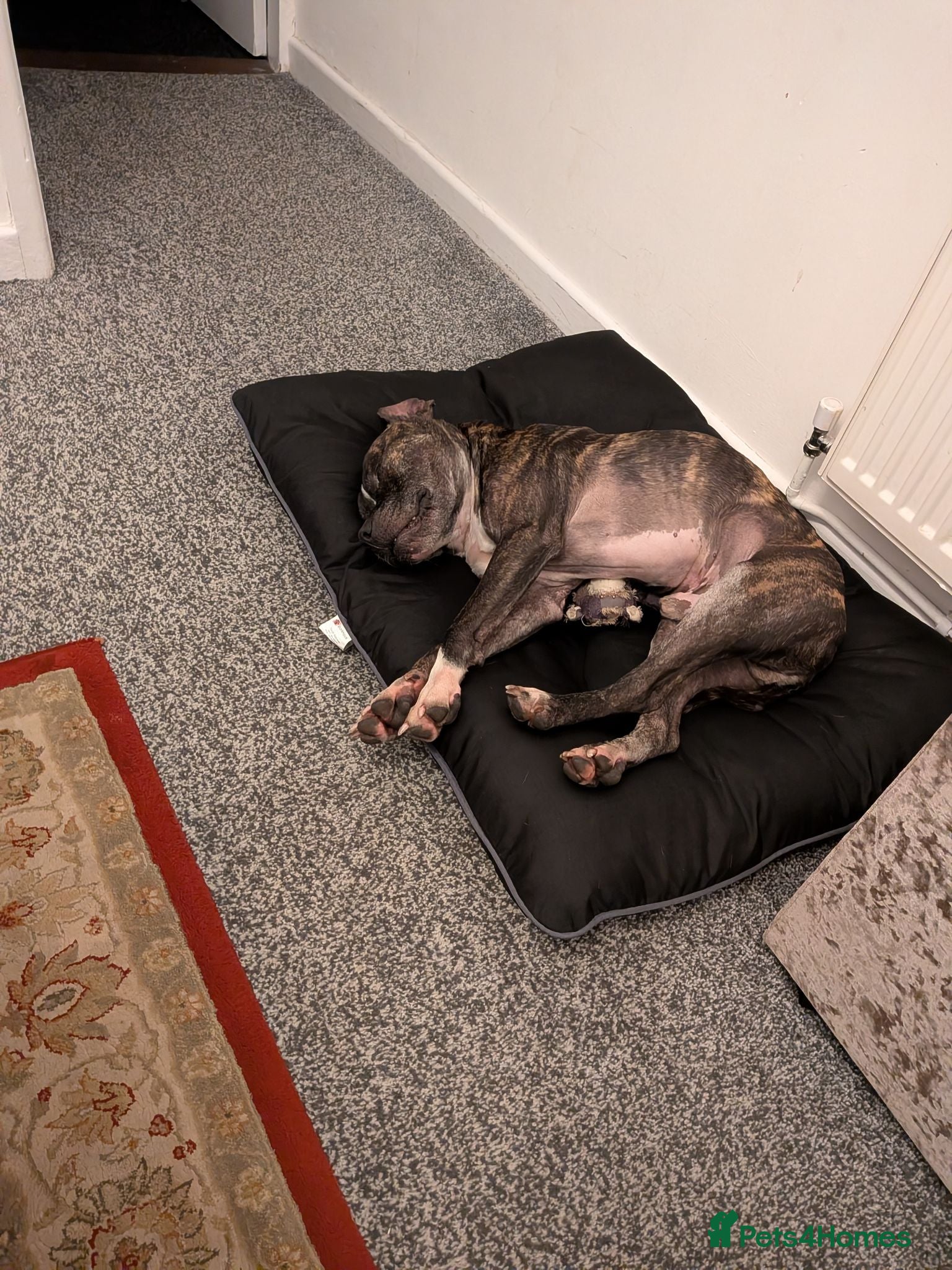 Mixed Breed dogs Reggie - Advert 4