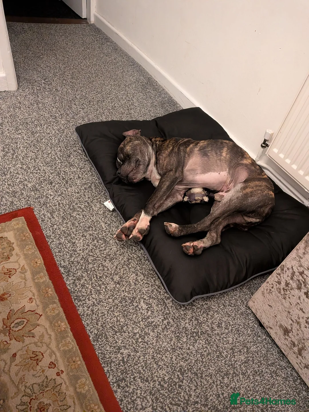Mixed Breed dogs for sale: Reggie - Advert 1