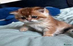 Scottish Fold cats for sale: Scottish Straight Golden Shaded Rare Affectionate - Image 5