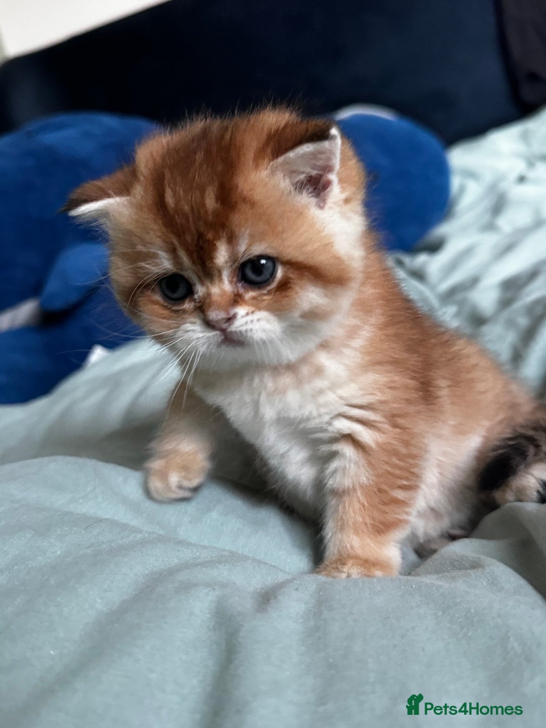 Scottish Fold cats for sale: Scottish Straight Golden Shaded Rare Affectionate - Image 5
