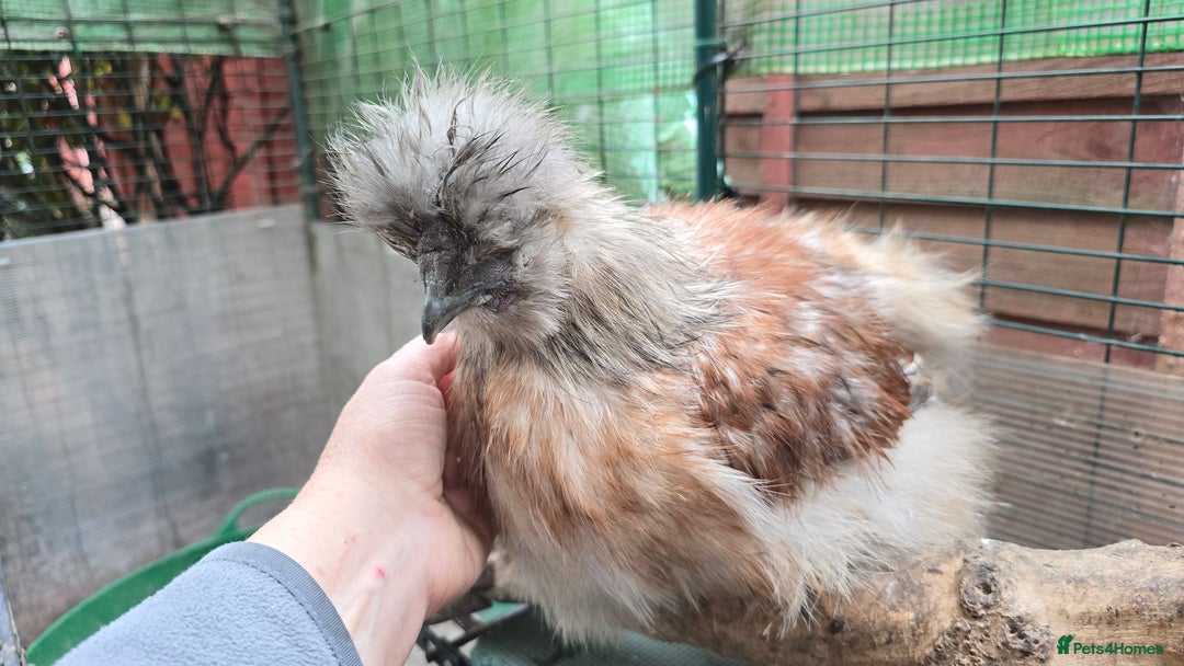 Chickens poultry for sale: Partridge Silkie cockerel  - Image 7