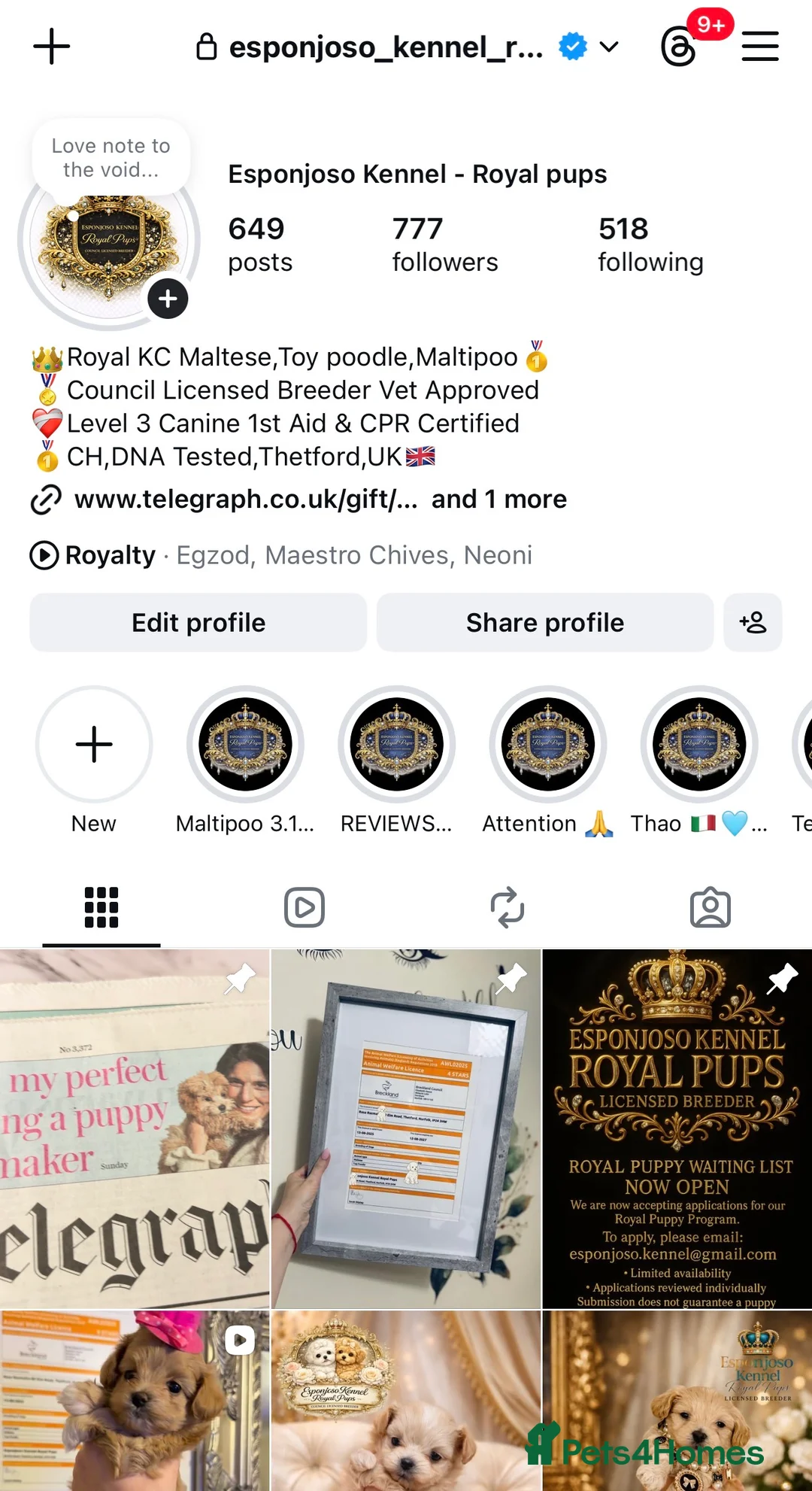 Maltese dogs for stud: 👑Exquisite KC Korean Maltese Stud DNA Clear👑 - Advert 2