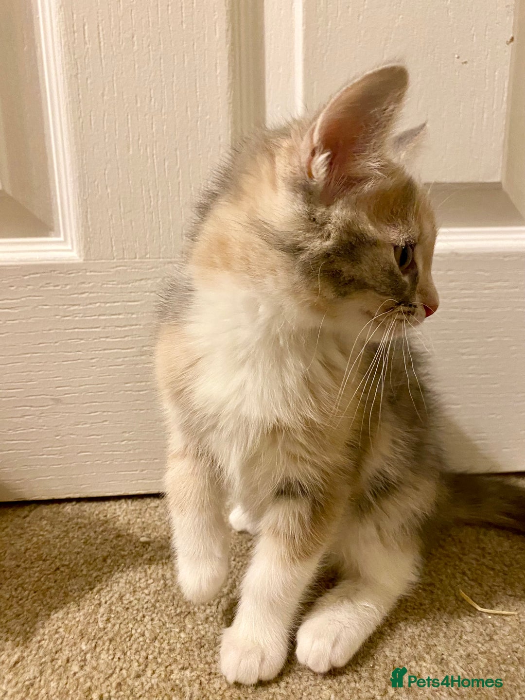 Domestic Shorthair cats for sale: Domestic Shorthair X Ragdoll Cross - Advert 13