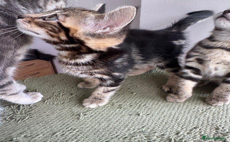 Bengal cats - Advert 2