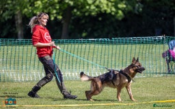 German Shepherd dogs for sale: Last stunning male puppy available  - Image 16