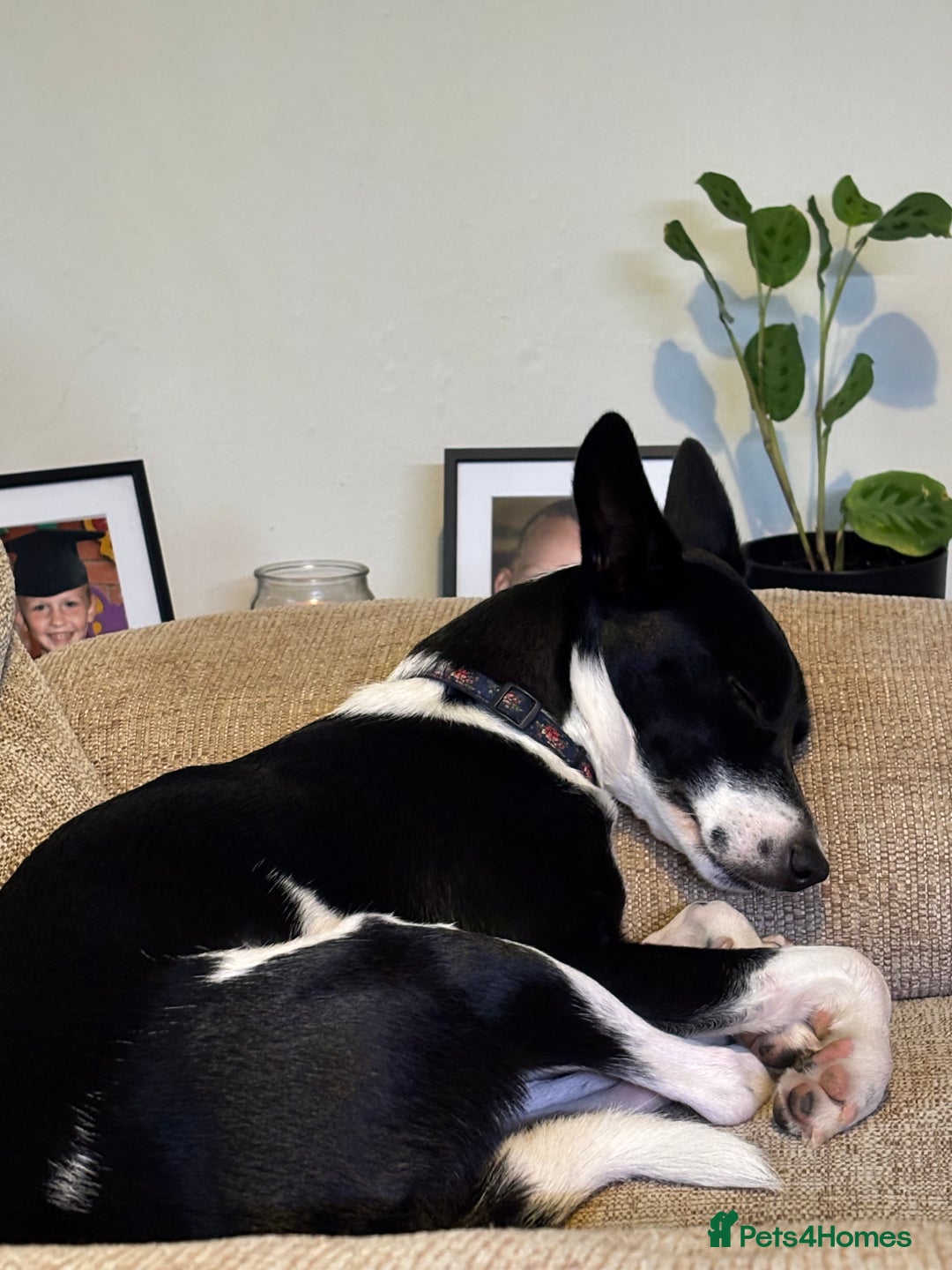 Mixed Breed dogs for sale: Poppy  - Advert 9