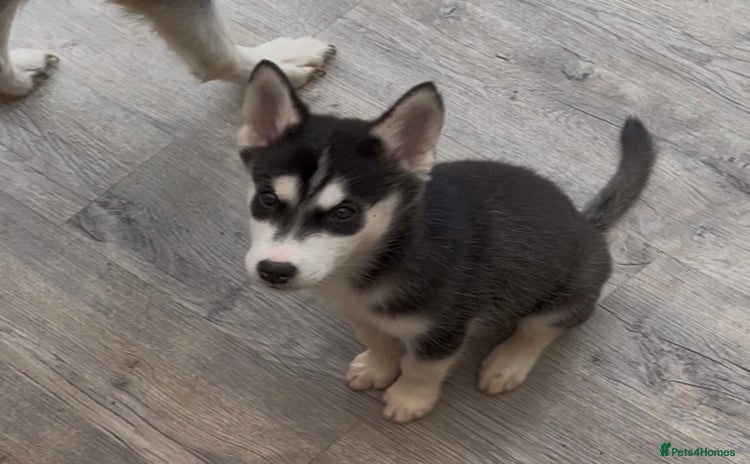 Utonagan dogs - Advert 5