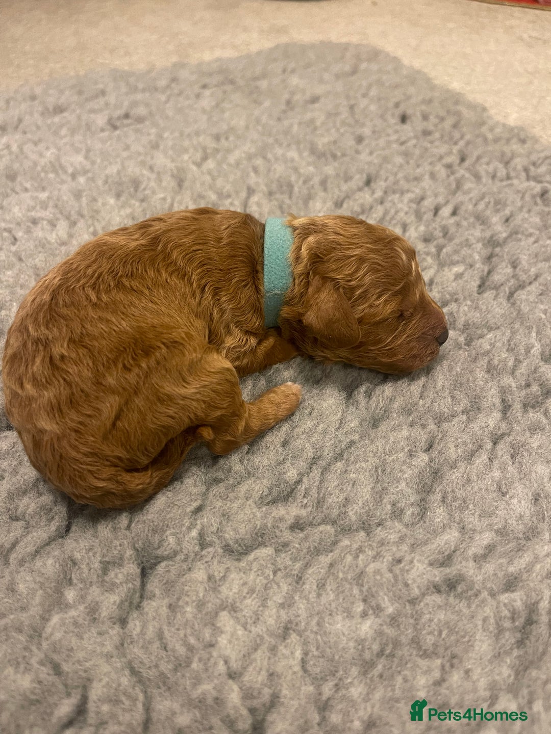 Poochon dogs for sale: Beautiful Poochon puppies for sale  - Advert 6