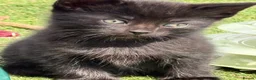 Mixed Breed cats for sale: Super Cute Tuxedo Kittens (Female) - Advert 10