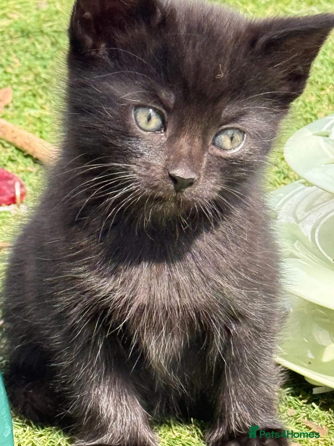 Mixed Breed cats for sale: Super Cute Tuxedo Kittens (Female) - Advert 10