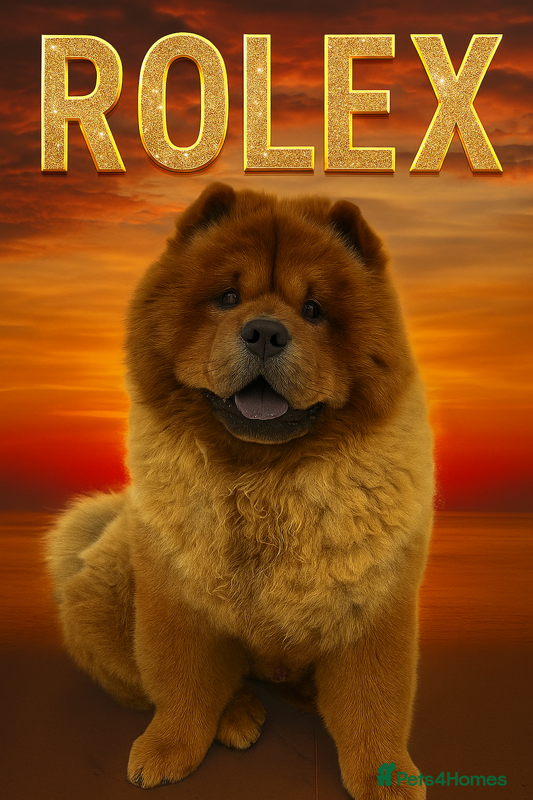 Chow Chow dogs for stud: ROLEX… son of crufts imperial champion  - Image 1