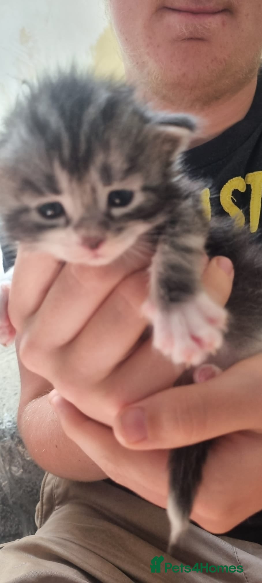 Maine Coon cats for sale: Tica Registered, Russian Line Maine Coon Kittens - Advert 16
