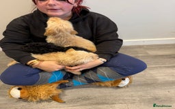 Labrador Retriever dogs for sale: Ready now labradoodles  - Image 17