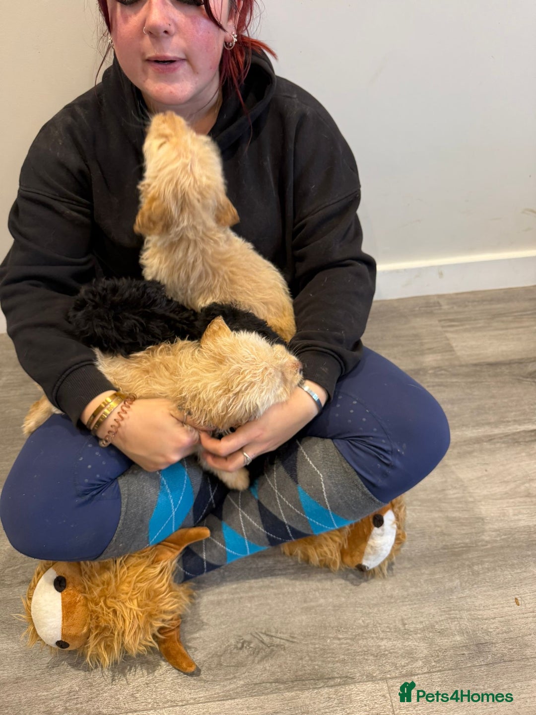 Labrador Retriever dogs for sale: Ready now labradoodles  - Image 17