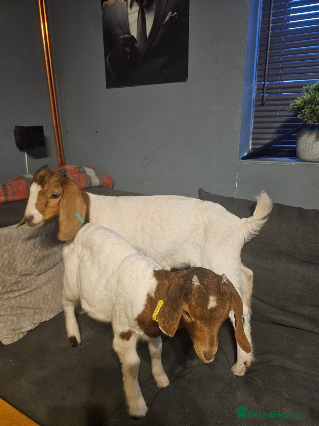 Goats livestock for sale: Two goats, one male one female - Image 10