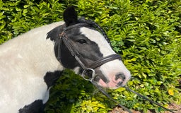 Irish Cob horses for sale: Chunky full up 12.3 cob gelding  in Peterborough - Image 5