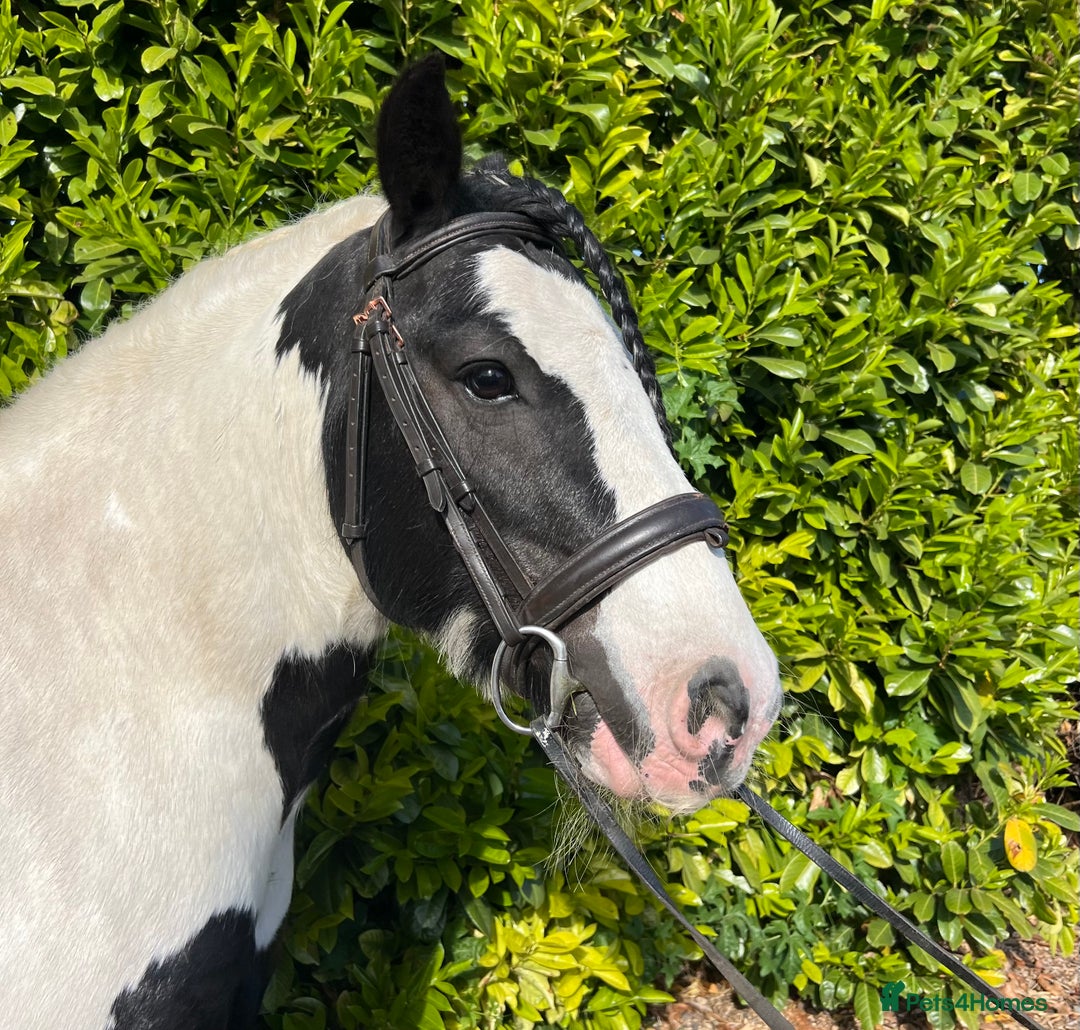 Irish Cob horses for sale: Chunky full up 12.3 cob gelding  in Peterborough - Image 5