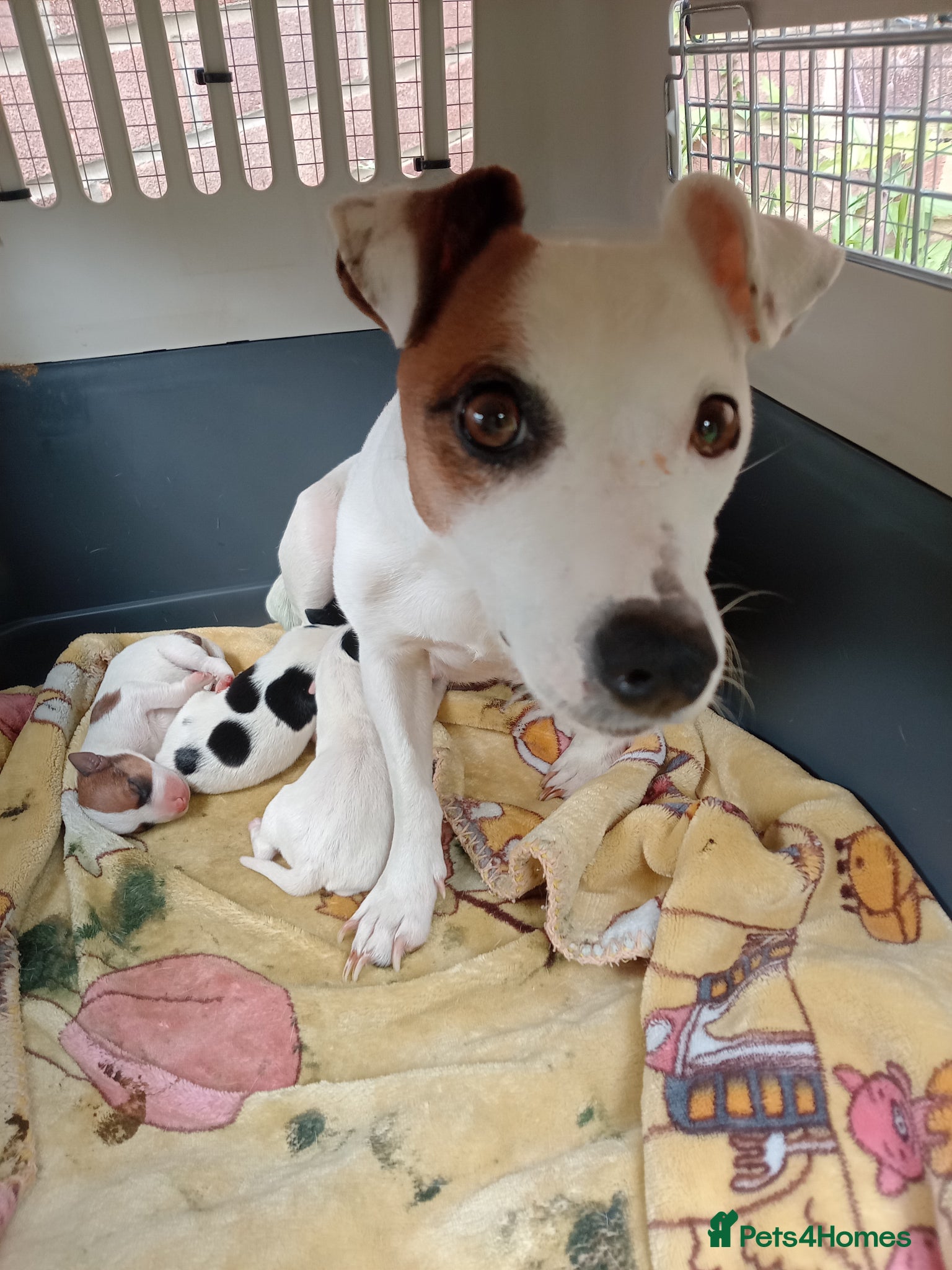 Jack Russell dogs Jack Russell, 2 girls and 1 boy out of 5  - Advert 1