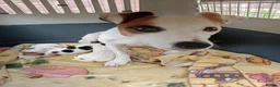 Jack Russell dogs for sale: Jack Russell, 2 girls and 1 boy out of 5  in Milton Keynes - Advert 1