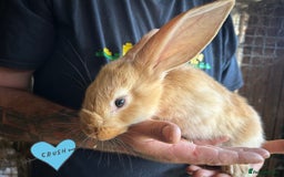 Continental Giant rabbits for sale: Yellow Continental Giant Kits. Ready to RESERVE - Image 3