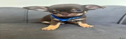Chihuahua dogs for sale: Stunning KC Reg Chocolate Chihuahuas - Advert 20