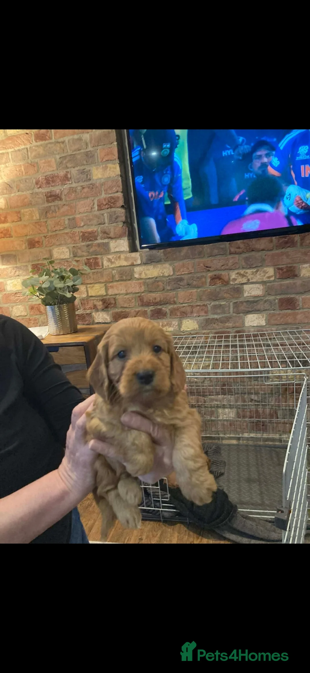 Cockapoo dogs for sale: Cockapoo puppies  - Advert 3