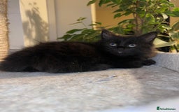 Maine Coon cats for sale: Black smoked boy  - Image 13
