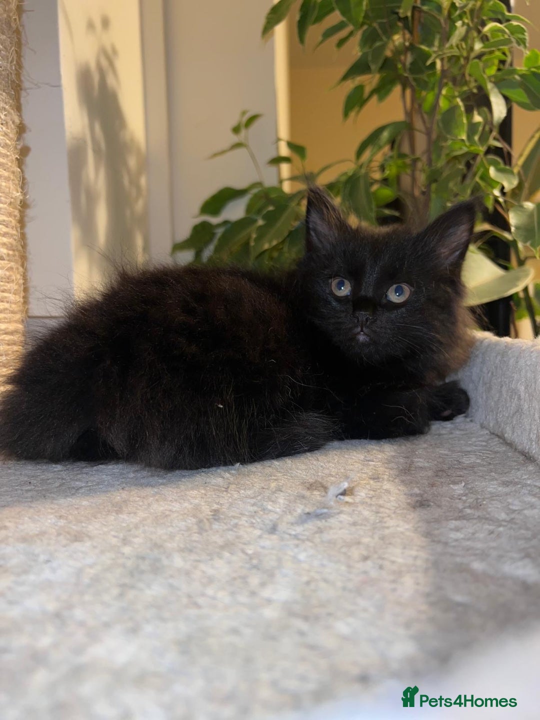 Maine Coon cats for sale: Black smoked boy  - Image 13