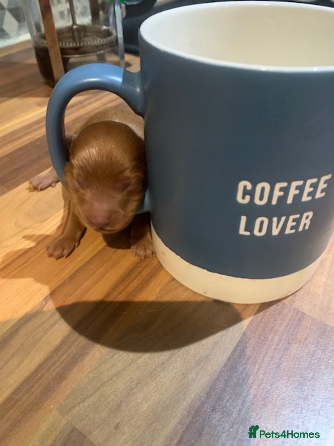 Cockapoo dogs for sale: beautifull fib cockerpoos  - Advert 4