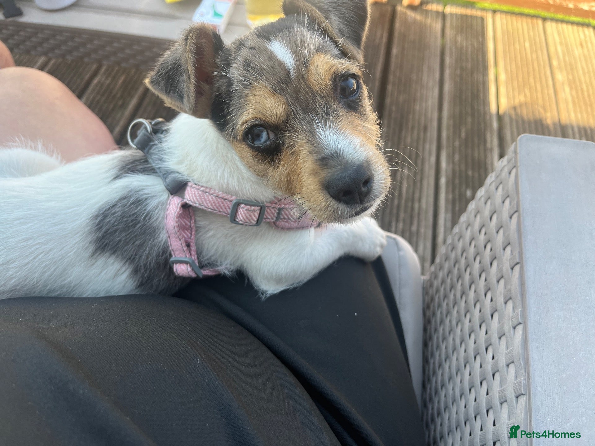 Jack Russell dogs 6 month old Jack Russel  - Advert 1