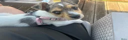 Jack Russell dogs for sale: 6 month old Jack Russel  - Advert 1