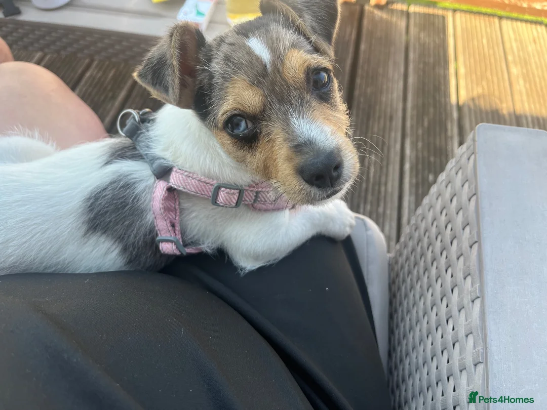Jack Russell dogs for sale: 6 month old Jack Russel  - Advert 1