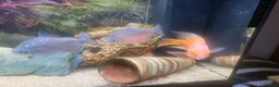 Cichlids fish for sale: FREE TROPICAL FISH  - Advert 4