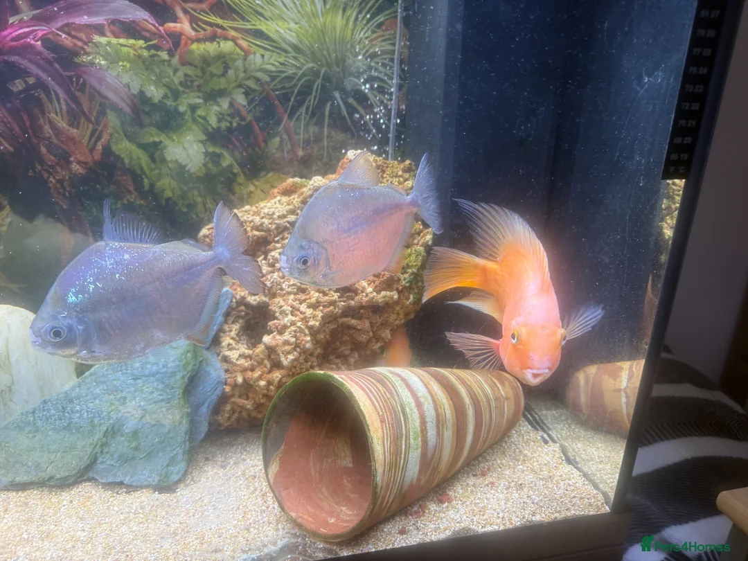 Cichlids fish for sale: FREE TROPICAL FISH  - Advert 4