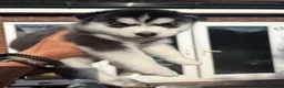 Siberian Husky dogs for sale: Siberian Husky puppies 1 boy 4 girls - Advert 9