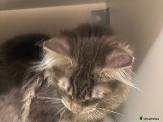 Maine Coon cats Pedigree Maine coon - Advert 8