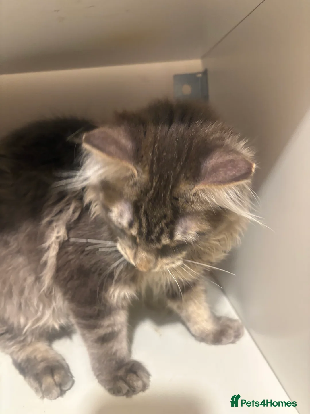 Maine Coon cats for sale: Pedigree Maine coon - Advert 2