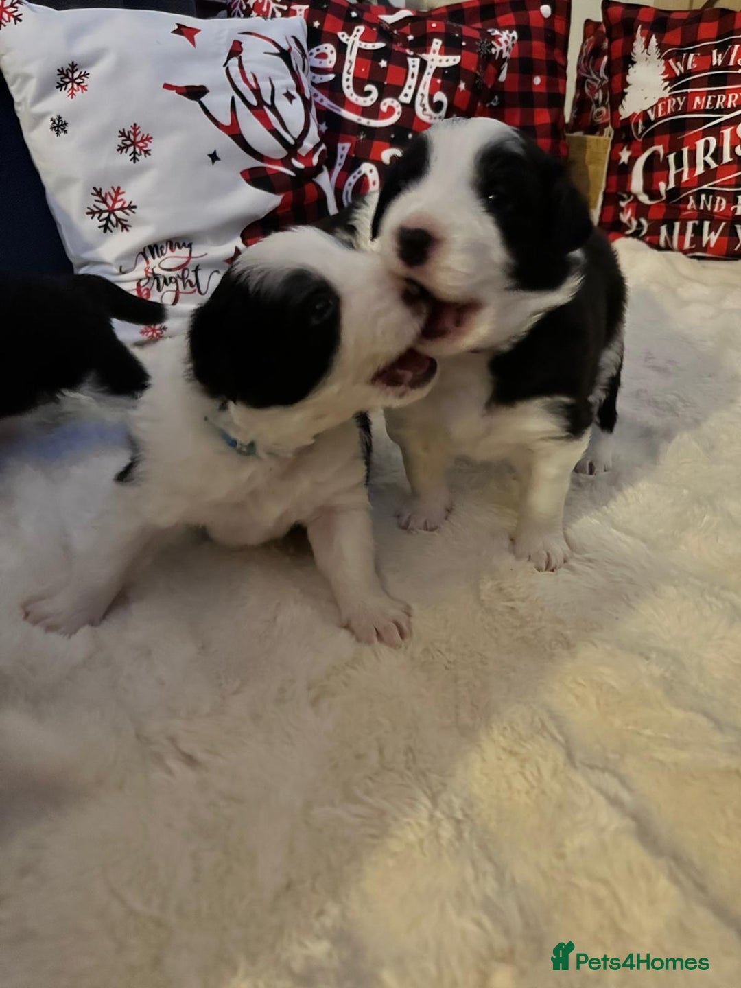 Border Collie dogs for sale: Stunning puppies from international champion line. - Advert 14